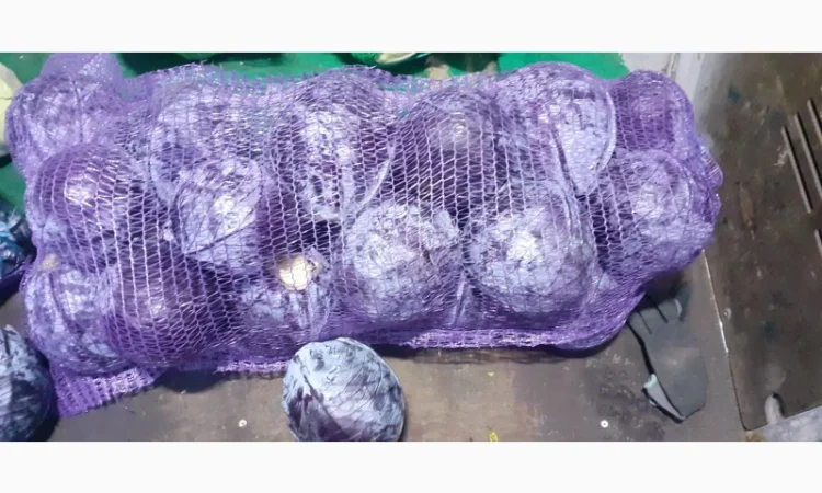 Продам червону капусту - фото № 2