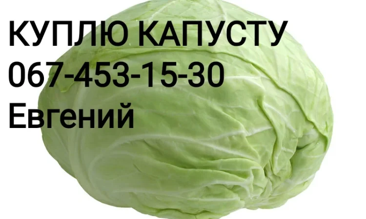 Закупівля капусти оптом (1-3 кг) - фото № 1