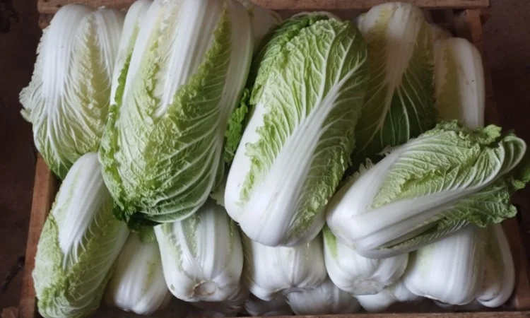 Пекінська капуста продаж - фото № 1