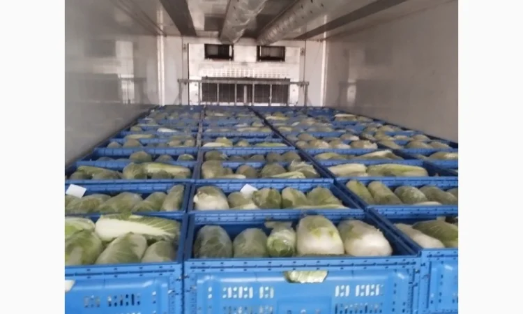 Пекінська капуста продаж - фото № 10