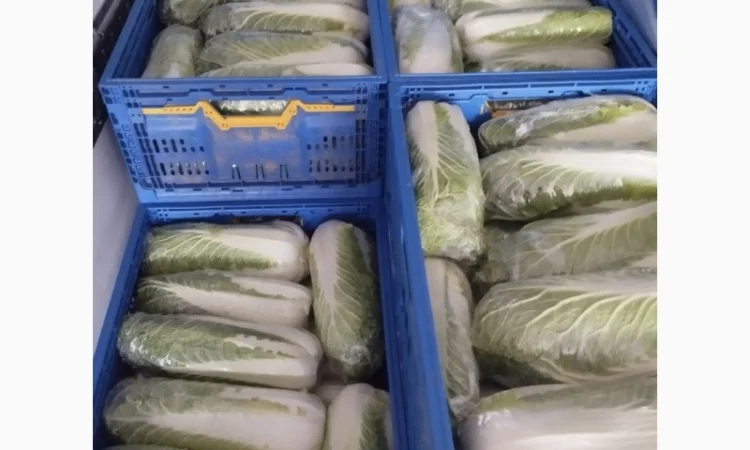 Пекінська капуста продаж - фото № 9