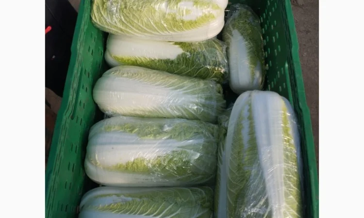 Пекінська капуста продаж - фото № 8