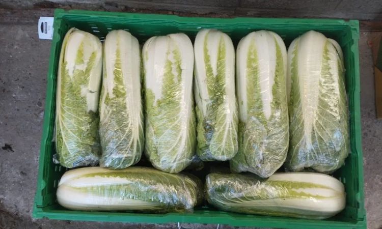 Пекінська капуста продаж - фото № 7