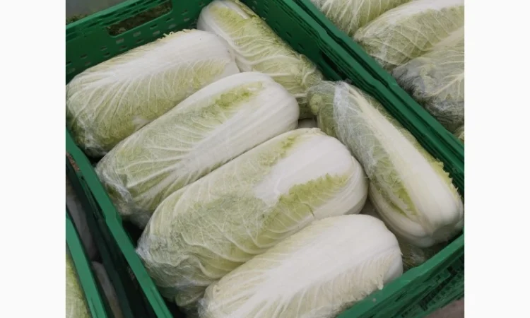 Пекінська капуста продаж - фото № 6