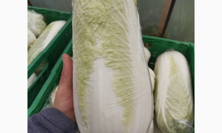 Пекінська капуста продаж - фото № 5