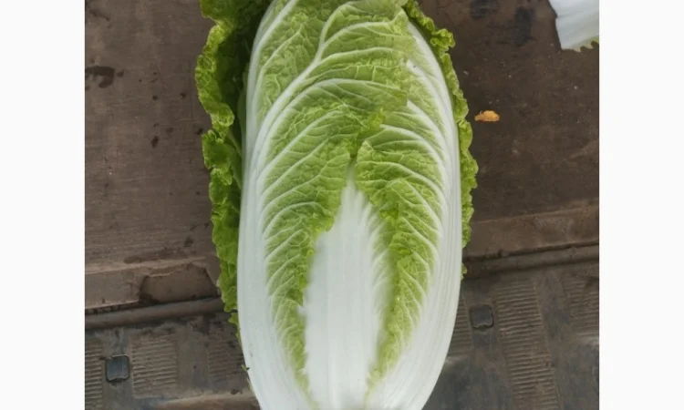 Пекінська капуста продаж - фото № 4