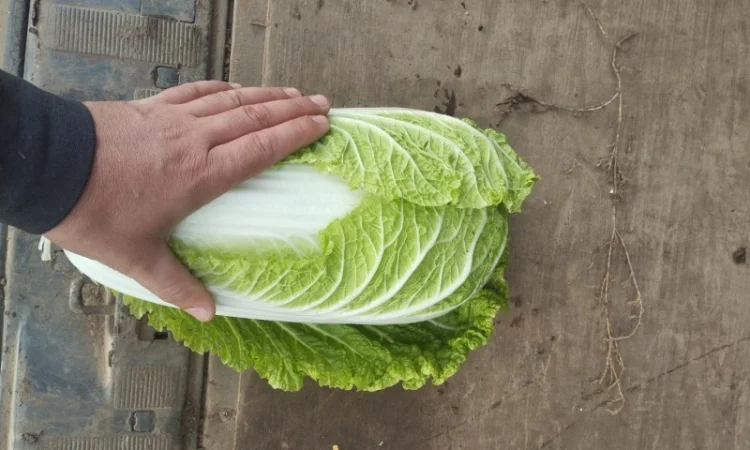 Пекінська капуста продаж - фото № 3