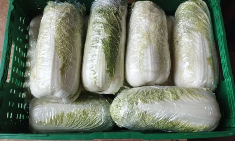 Пекінська капуста продаж - фото № 17