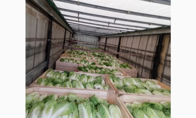 Пекінська капуста продаж - фото № 16