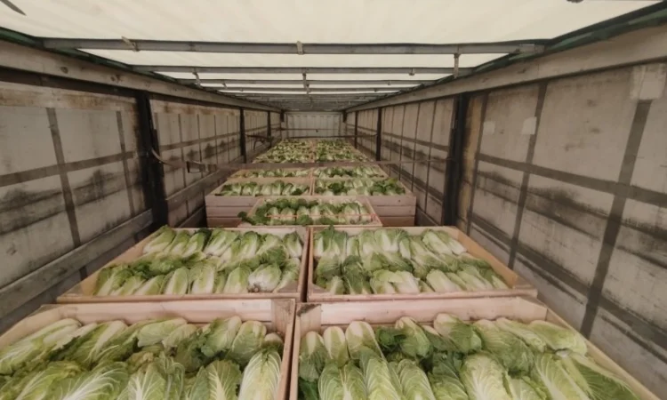 Пекінська капуста продаж - фото № 15