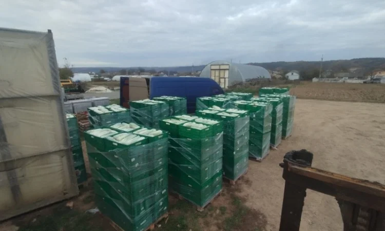 Пекінська капуста продаж - фото № 13