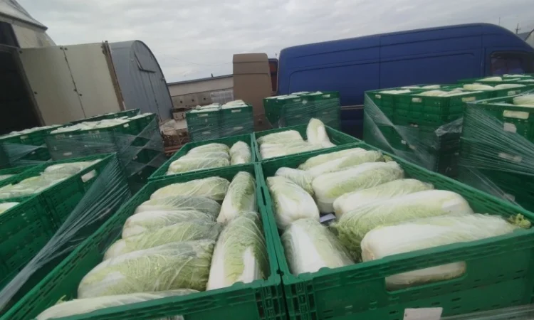 Пекінська капуста продаж - фото № 12