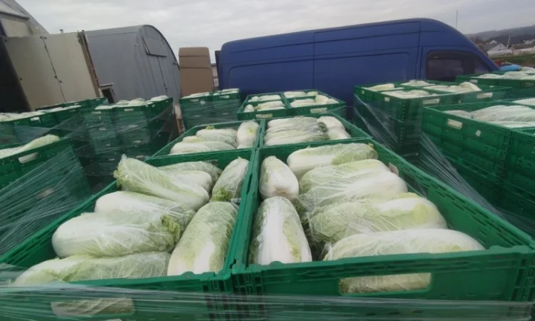 Пекінська капуста продаж - фото № 11