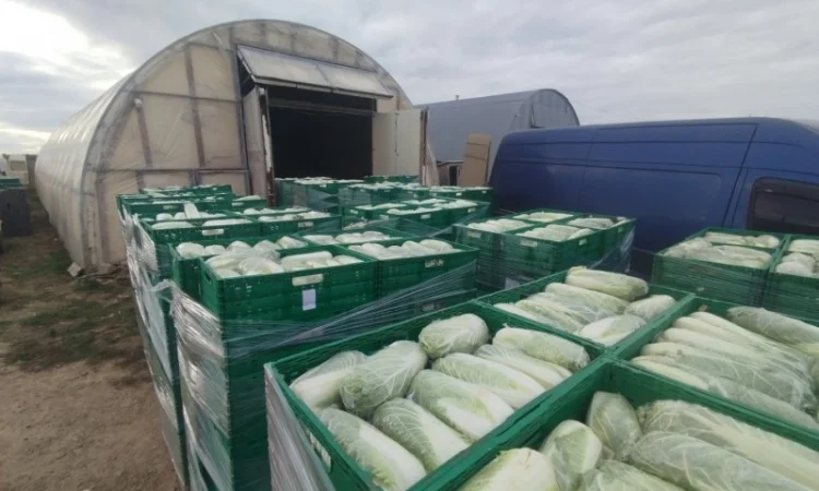 Пекінська капуста продаж - фото № 2