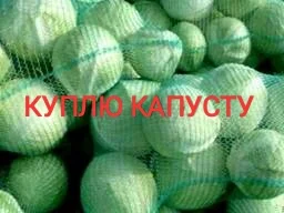 Куплю капусту білокачанну сорт агресор - фото № 1