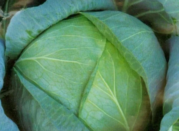 Семена капусти білокачанної пізньої Бирюза - фото № 1