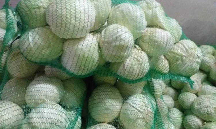 Закупівля капусти оптом у Києві - фото № 1