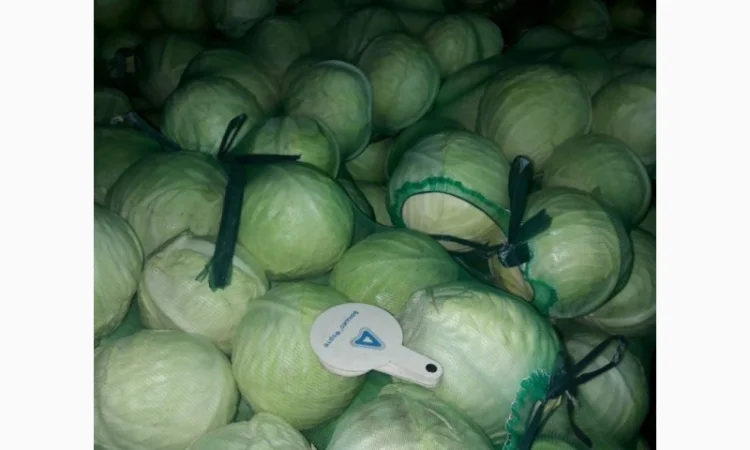 Продаж капусти Кеплер від 1 до 6 кг - фото № 1