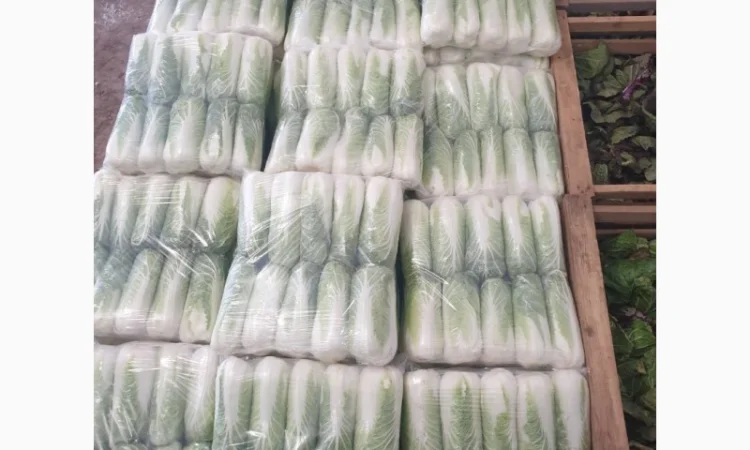 Пекінська капуста - фото № 2