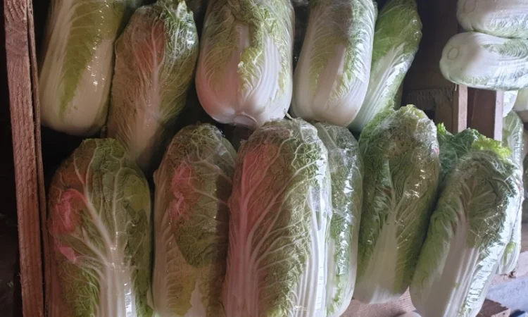 Пекінська капуста - фото № 3