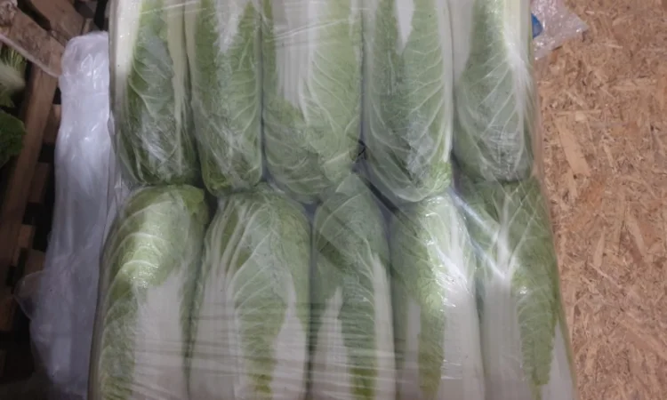 Пекінська капуста - фото № 4