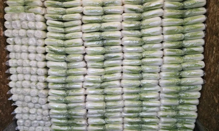 Продажа Пекінської капусти оптом - фото № 4