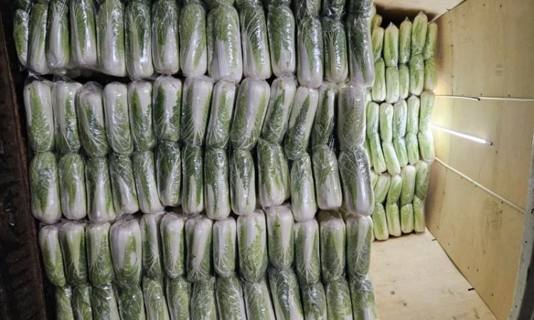 Продажа Пекінської капусти оптом - фото № 6