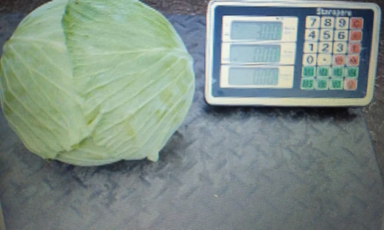 Капуста Агрессор вищого гатунку без трипсів 15 т - фото № 1