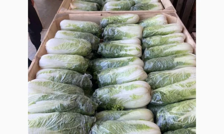 Пекінська капуста - фото № 1
