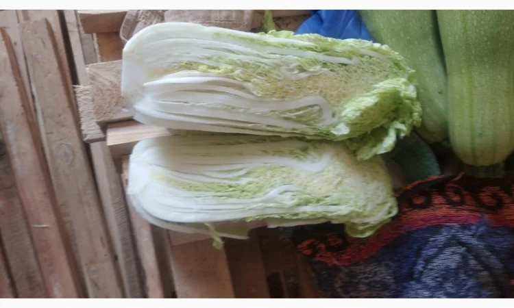 Пекінська капуста - фото № 3