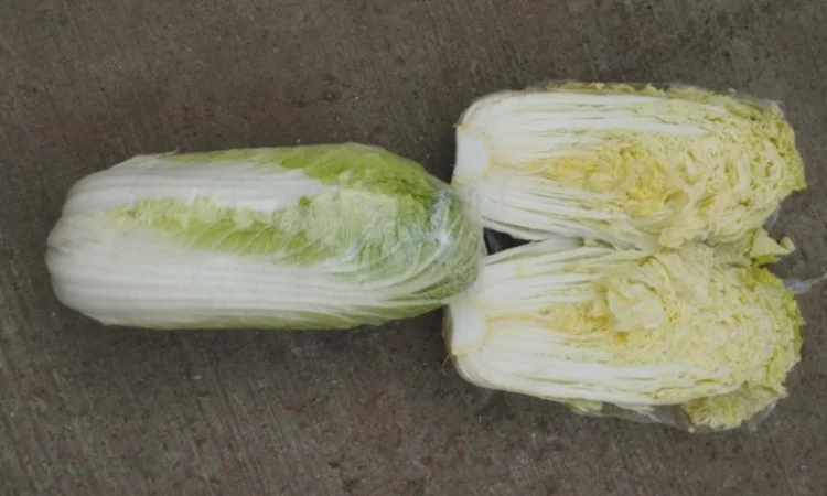 Пекінська капуста - фото № 6