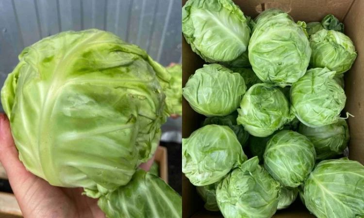 Молода капуста, супер якість! Еліза, Капітал, Лауда, Етма, Моналіза - фото № 1