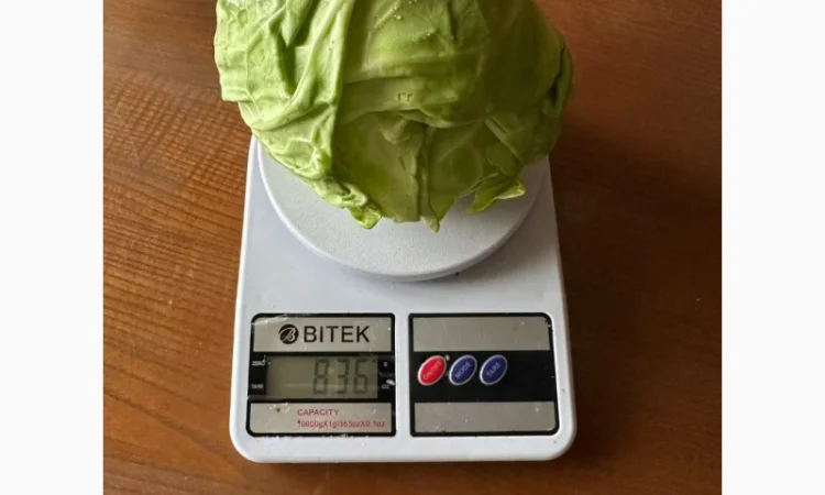 Молода капуста, супер якість! Еліза, Капітал, Лауда, Етма, Моналіза - фото № 3