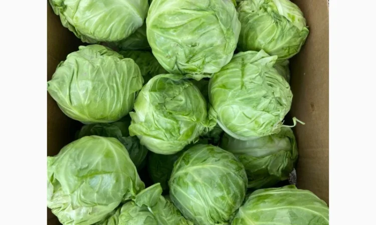 Молода капуста, супер якість! Еліза, Капітал, Лауда, Етма, Моналіза - фото № 4