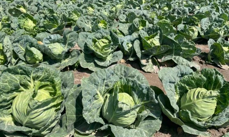 Молода капуста, супер якість! Еліза, Капітал, Лауда, Етма, Моналіза - фото № 8