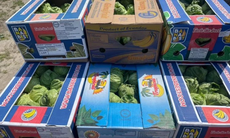 Молода Капуста, урожай 2024 року. Власне виробництво - фото № 1