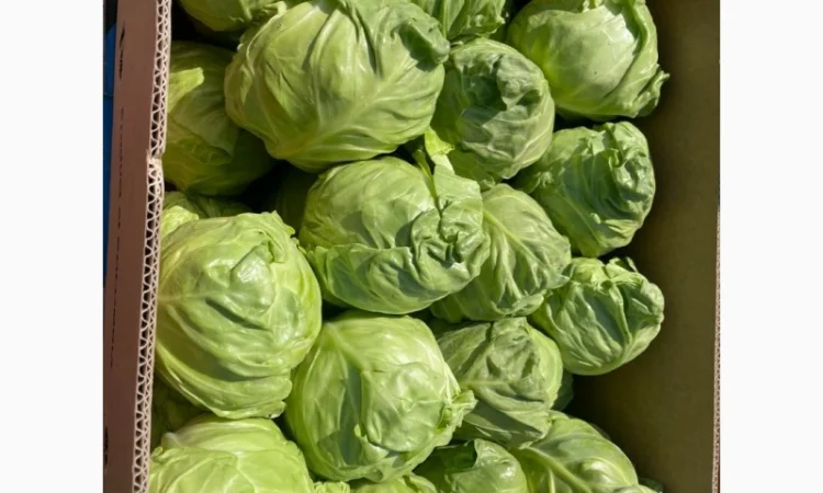 Молода Капуста, урожай 2024 року. Власне виробництво - фото № 2