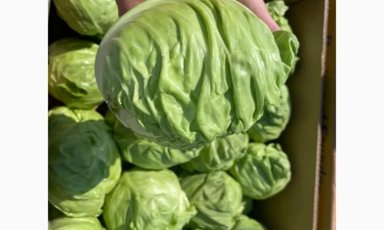 Молода Капуста, урожай 2024 року. Власне виробництво - фото № 3