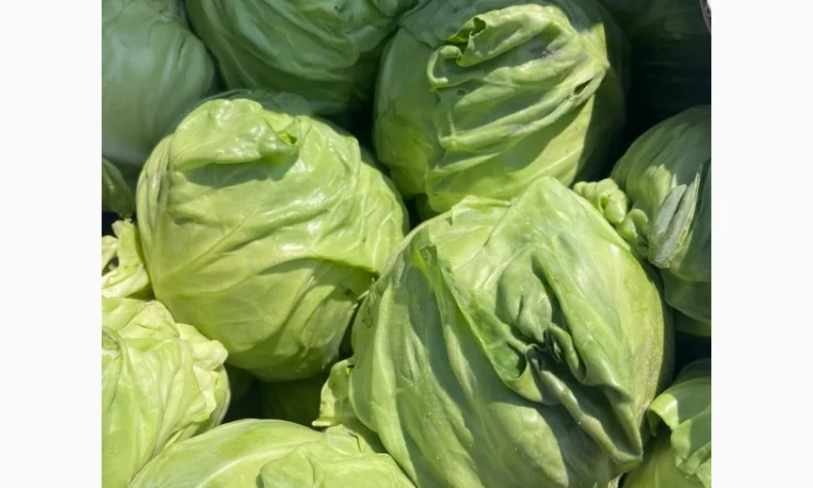 Молода Капуста, урожай 2024 року. Власне виробництво - фото № 4