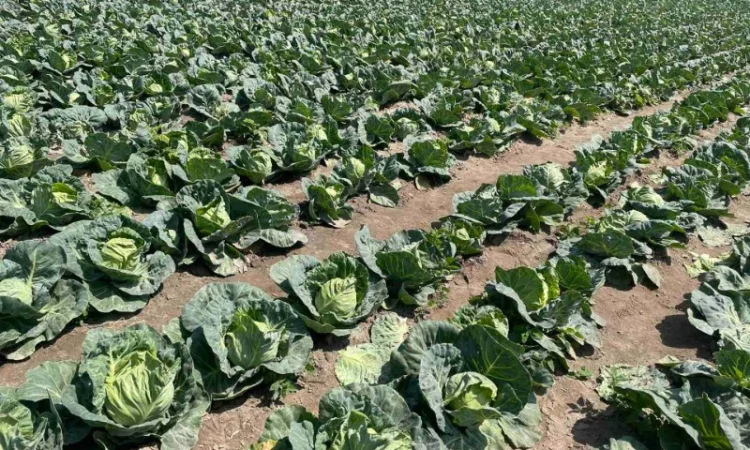 Молода Капуста, урожай 2024 року. Власне виробництво - фото № 7