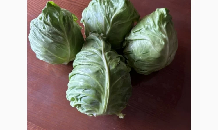 Молода Капуста, урожай 2024 року. Власне виробництво - фото № 8