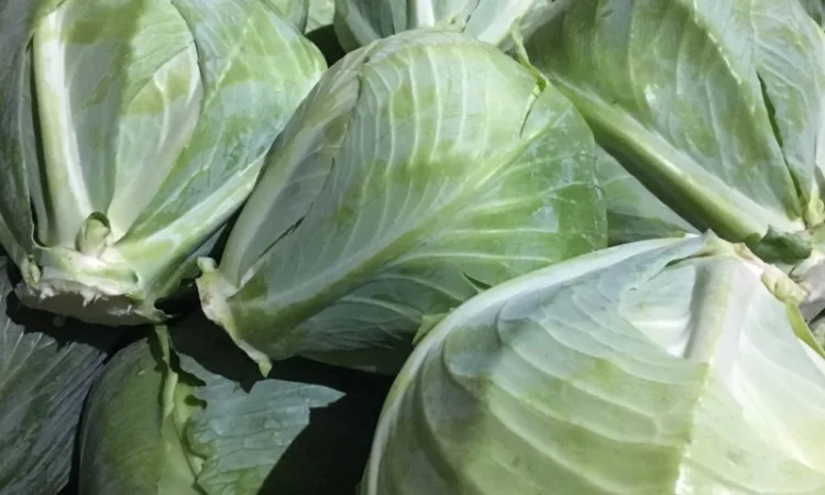 Куплю білокачанну капусту оптом - фото № 1