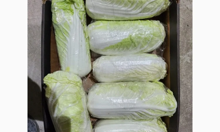 Пекінська капуста на продаж - фото № 1