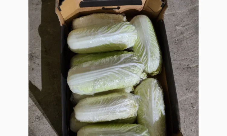 Пекінська капуста на продаж - фото № 2