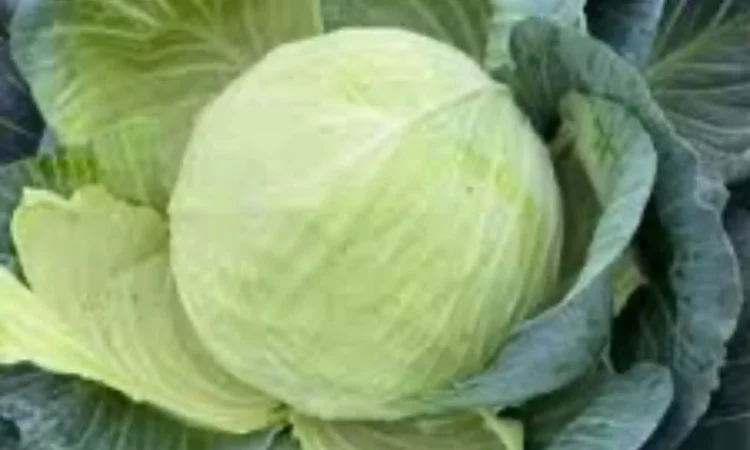 Куплю капусту на постоянной основе - фото № 1