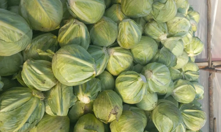 Капуста зимова на продажу - фото № 1