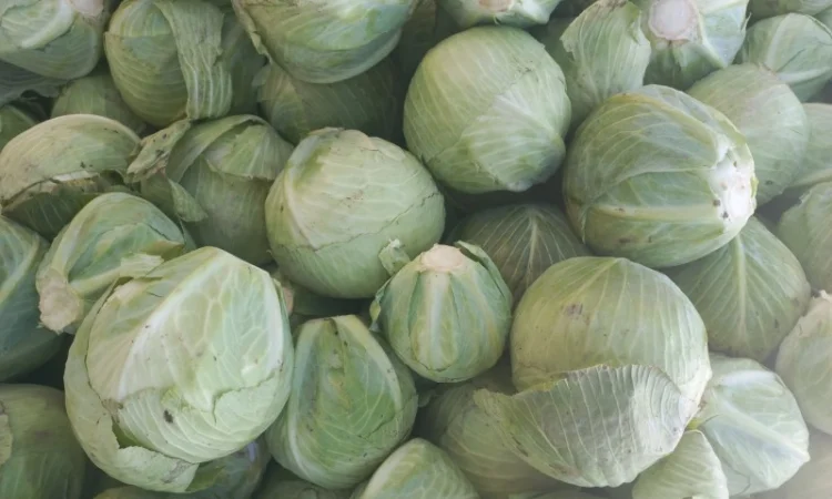 Капуста зимова на продажу - фото № 2