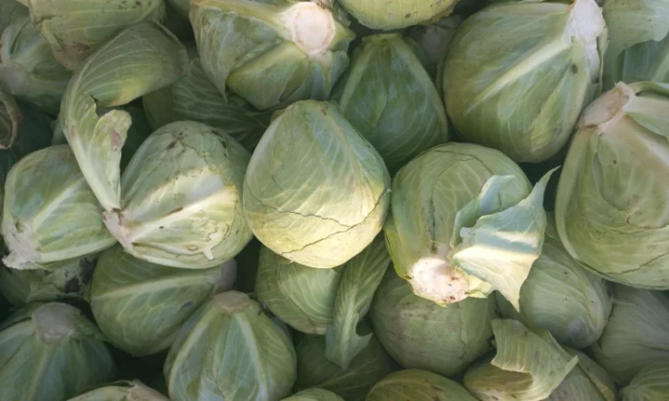 Капуста зимова на продажу - фото № 3