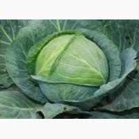Закупка капусты 1-го сорта - фото № 1