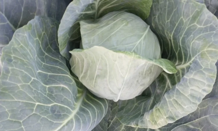 Продаж капусти сорту Сунта - фото № 2